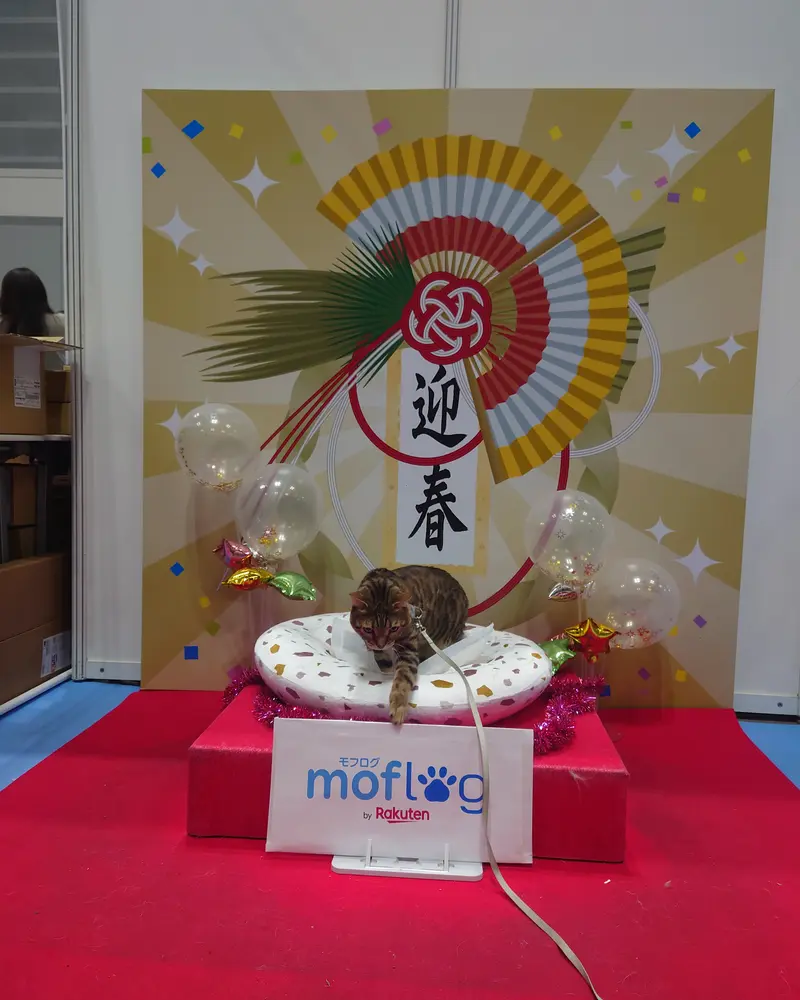 お正月飾りを背景に、可愛らしいベンガル猫がクッションの上でくつろいでいます。キラキラした風船も飾られ、お祝いムードいっぱいの素敵な一枚です。猫は好奇心旺盛な様子で、とても愛らしいですね。