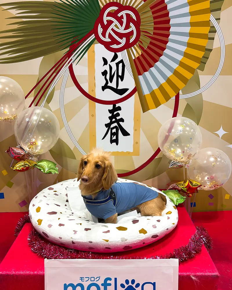 お正月飾りを背景に、青い服を着た可愛らしいダックスフンドがクッションの上でポーズをとっています。キラキラした風船も飾られ、とても華やかで楽しい雰囲気の写真です。