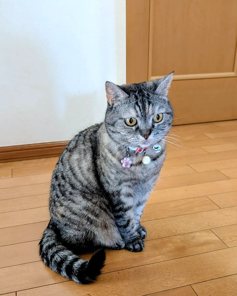 投稿された画像