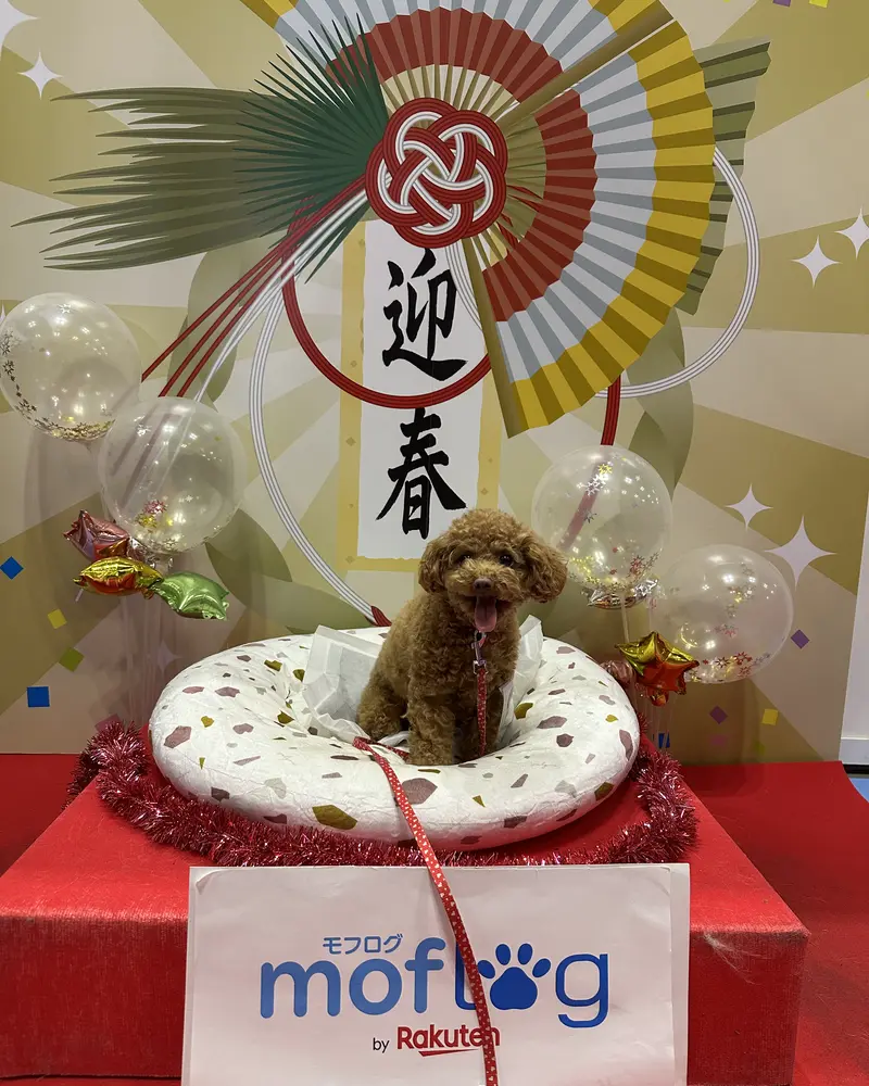 赤い台の上に置かれた白い丸いクッションに、茶色のトイプードルが座っています。背景は日本の新年の飾り付け(扇子や「迎春」の文字)と風船で華やかです。ワンちゃんは舌を少し出して、とても嬉しそうで楽しげな様子です。「モフログ by Rakuten」のバッグも見えます。