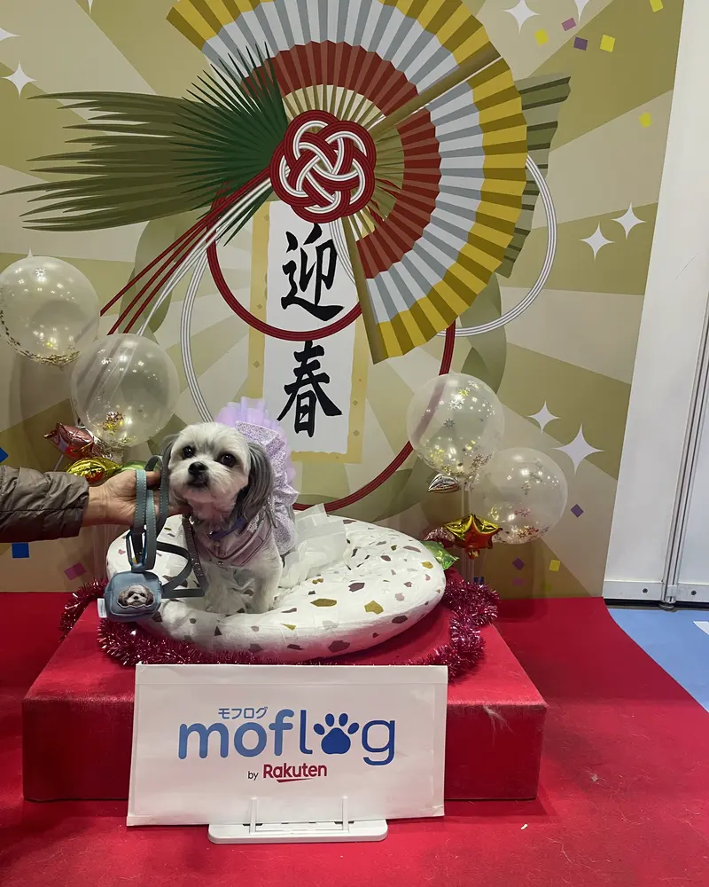 お正月風の飾り付けの前で、首輪とお洋服を着た可愛いシーズーがカメラ目線でポーズ!バルーンやキラキラした装飾が、お祝いムードを盛り上げています。モフログのロゴもバッチリ写っていますね!