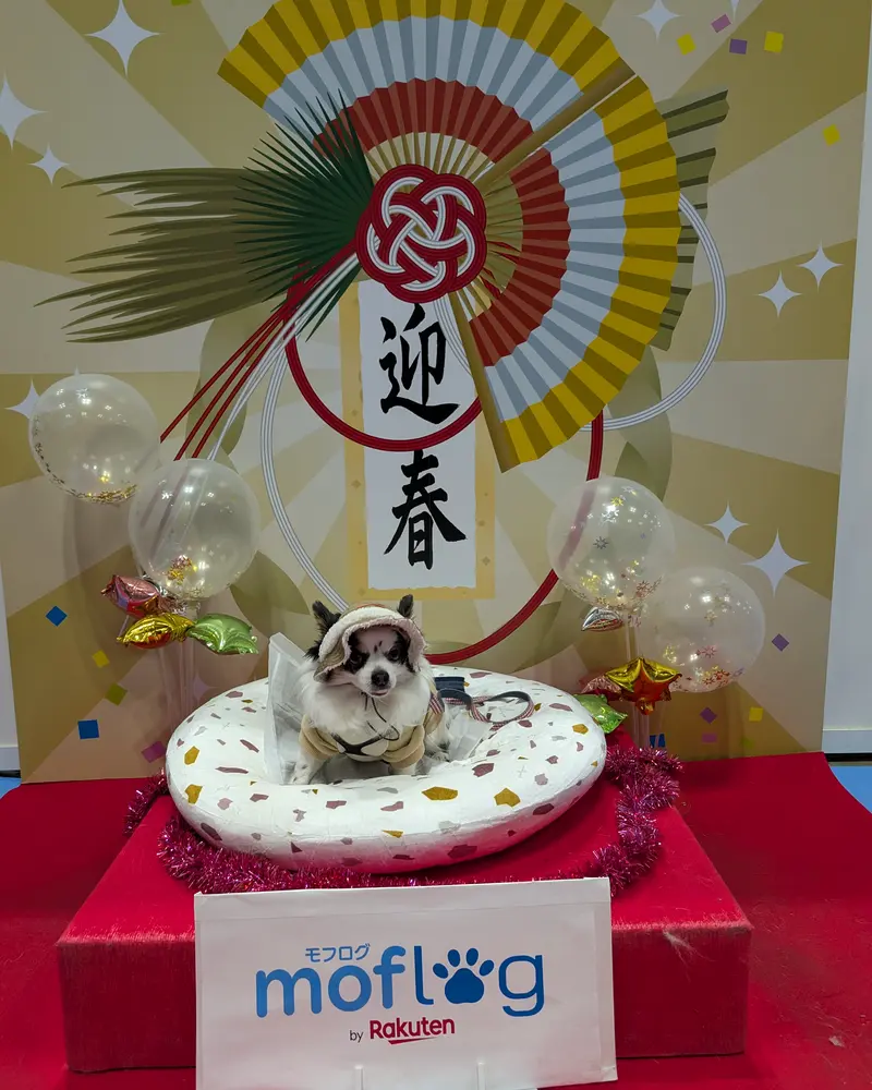 華やかな「迎春」の飾り付けを背景に、可愛らしい帽子と服を着たチワワが、ふかふかのクッションにちょこんと座っています。お正月らしいおめでたい雰囲気で、とても愛らしい表情を見せています。足元には「モフログ by Rakuten」の看板があり、全体的に暖かく楽しい一枚です。