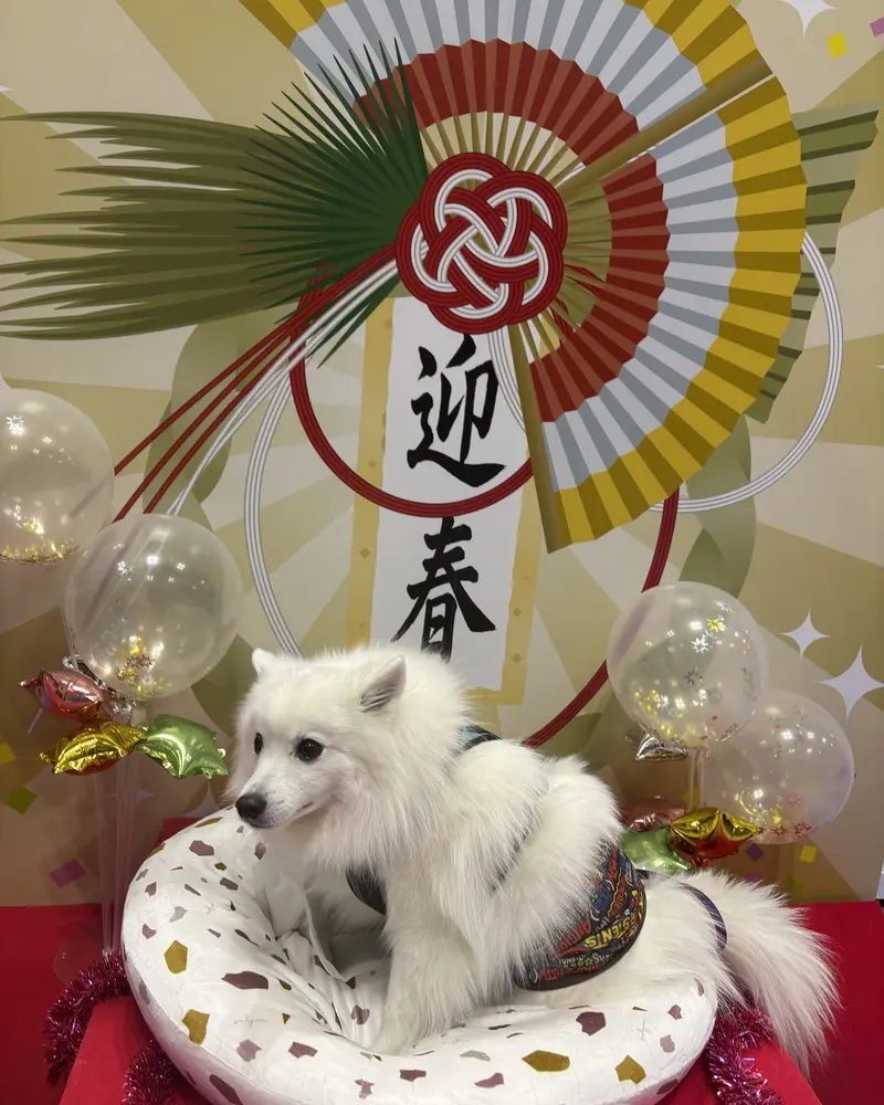 「迎春」の飾り付けがされた華やかな背景で、白いふわふわの日本スピッツが快適そうなベッドに座っています。お正月のお祝いを楽しんでいるようで、とても愛らしい一枚です。