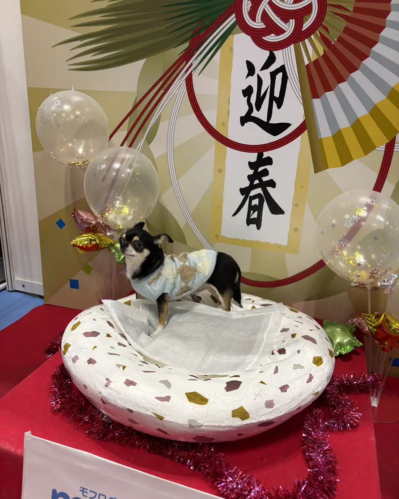 お正月飾りと風船で飾られた華やかな背景の前で、可愛らしいセーターを着たチワワがペットベッドに座っています。カメラ目線でとても愛らしく、お祝いムードに包まれた素敵な一枚です。