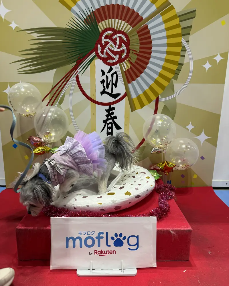 可愛い紫色のドレスを着たワンちゃんが、お正月らしい華やかな背景の前でポーズをとっています。風船や「moflog by Rakuten」のサインもあり、とても楽しい雰囲気ですね。穏やかな表情が愛らしいです。